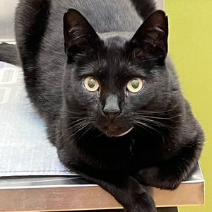 Meet your Posher, Claire